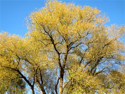 Silberweide (Salix alba) im Landschaftsschutzgebiet „Tabakmühlental - Oberster Weiher“ in Sankt Arnual