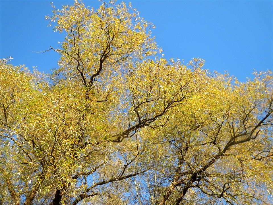 Silberweide (Salix alba) im Landschaftsschutzgebiet „Tabakmühlental - Oberster Weiher“ in Sankt Arnual