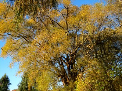 Silberweide (Salix alba) im Landschaftsschutzgebiet „Tabakmühlental - Oberster Weiher“ in Sankt Arnual photo