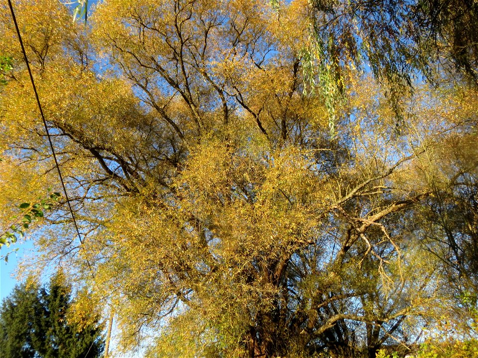 Silberweide (Salix alba) im Landschaftsschutzgebiet „Tabakmühlental - Oberster Weiher“ in Sankt Arnual