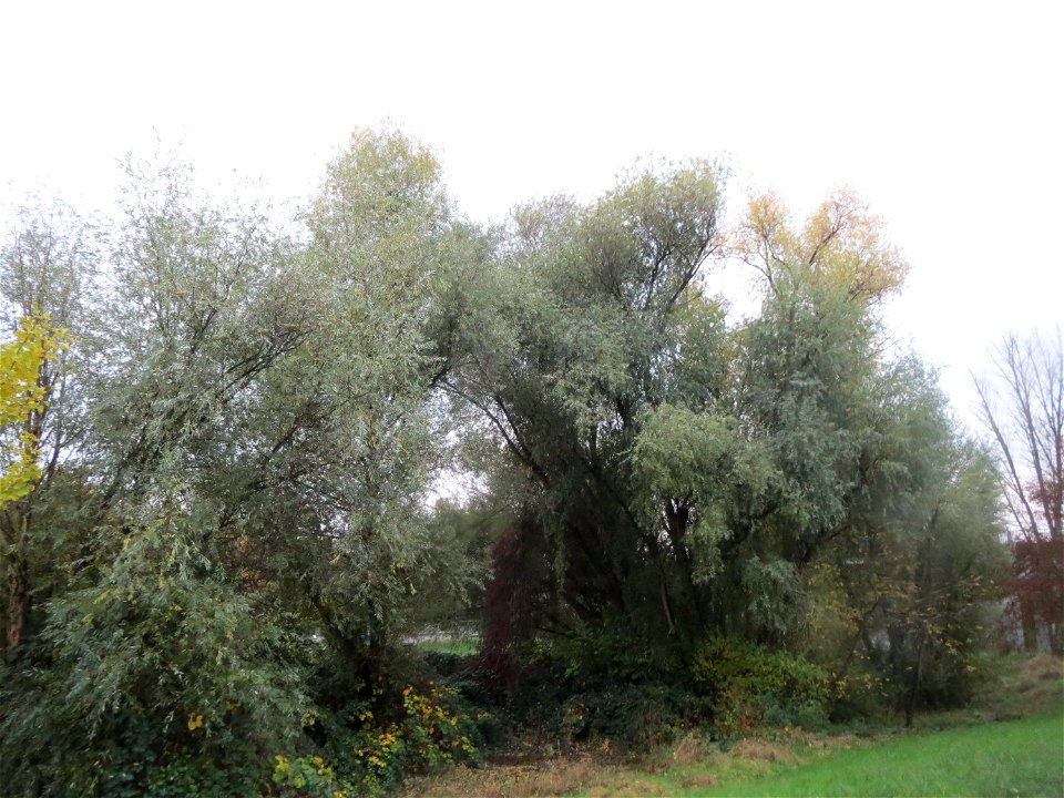Silberweide (Salix alba) im Landesgartenschaupark Hockenheim
