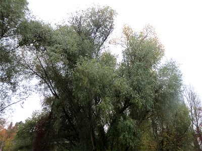 Silberweide (Salix alba) im Landesgartenschaupark Hockenheim