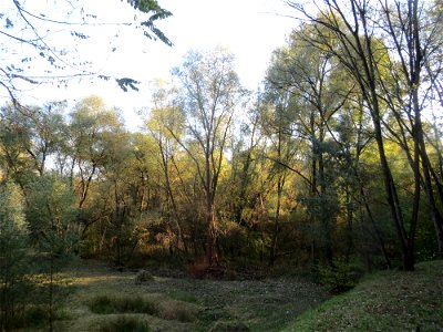 Silberweiden (Salix alba) im Naturschutzgebiet Zugmantel-Bandholz