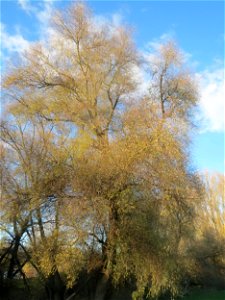 Silberweide (Salix alba) im Rheinauenwald bei Altlußheim