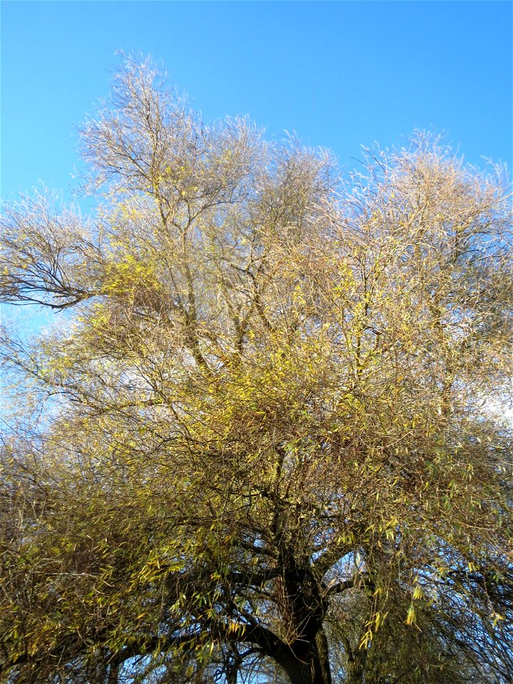 Silberweide (Salix alba) im Rheinauenwald bei Altlußheim