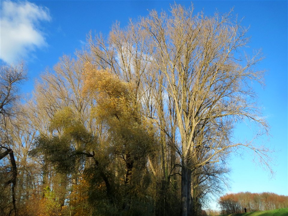 Silberweide (Salix alba) im Rheinauenwald bei Altlußheim