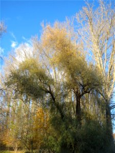 Silberweide (Salix alba) im Rheinauenwald bei Altlußheim