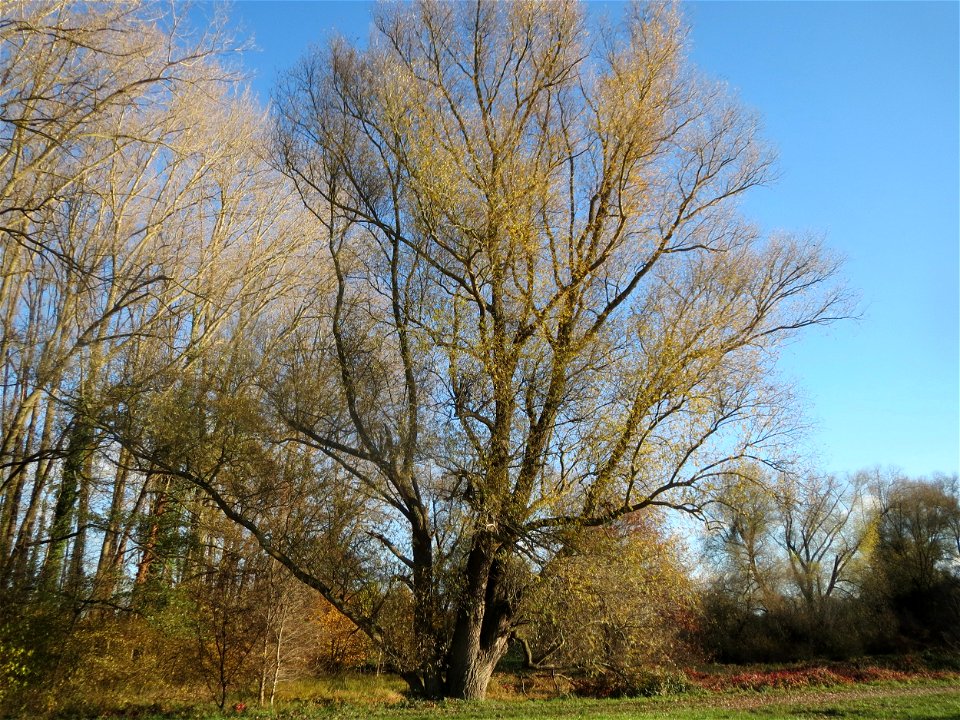 Silberweide (Salix alba) am Rhein bei Altlußheim