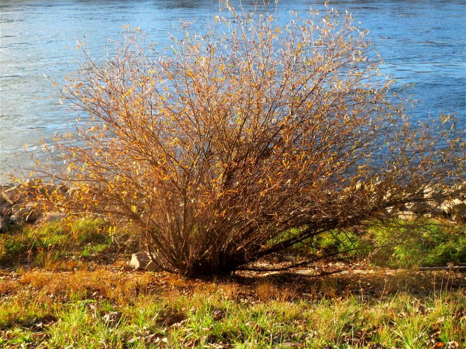 Junge Silberweide (Salix alba) am Rhein bei Altlußheim - da die Uferböschungen regelmäßig abgeholzt werden wachsen hier nur junge Bäume