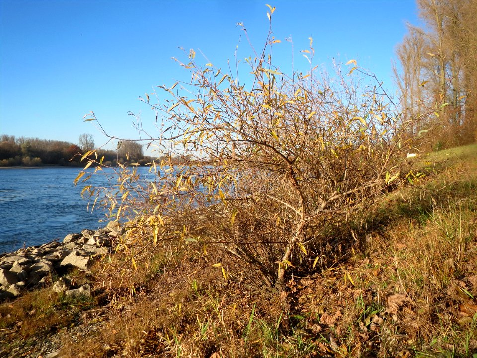 Junge Silberweide (Salix alba) am Rhein bei Altlußheim - da die Uferböschungen regelmäßig abgeholzt werden wachsen hier nur junge Bäume