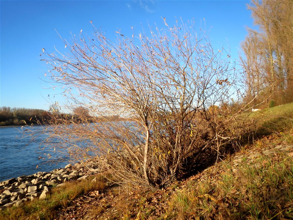 Junge Silberweide (Salix alba) am Rhein bei Altlußheim - da die Uferböschungen regelmäßig abgeholzt werden wachsen hier nur junge Bäume