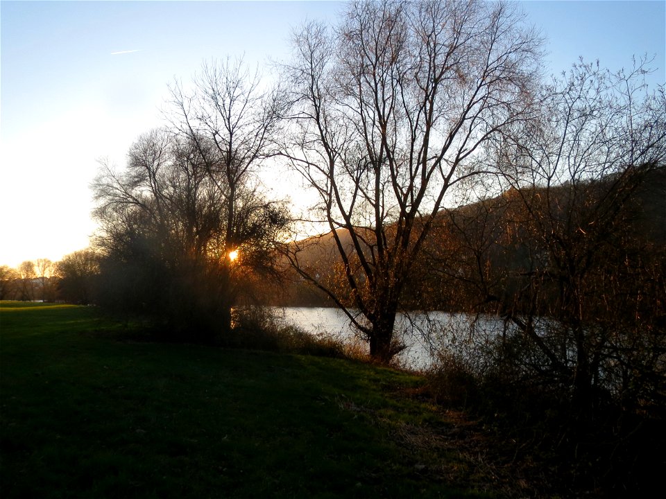 Silberweide (Salix alba) an der Mosel in Trier