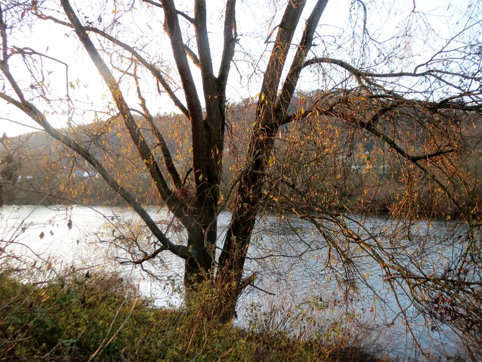 Silberweide (Salix alba) an der Mosel in Trier