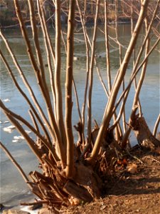 Silberweide (Salix alba) an der Saar in Saarbrücken
