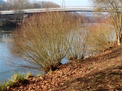 Silberweide (Salix alba) an der Saar in Saarbrücken