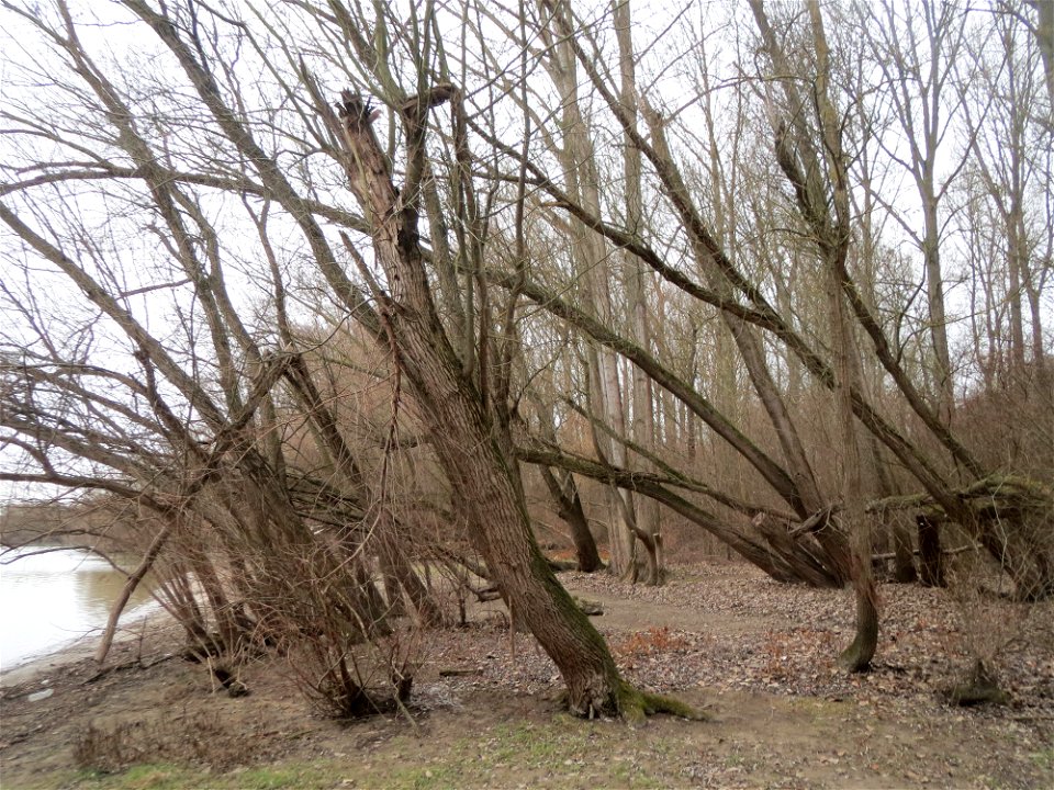 Silberweiden (Salix alba) am Berghäuser Altrhein bei Speyer - im Überschwemmungsgebiet erscheinen die Silberweiden geradezu mangrovenartig