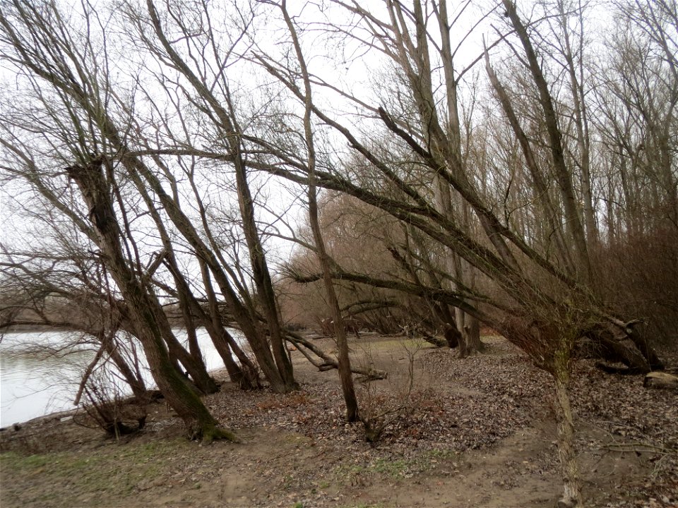 Silberweiden (Salix alba) am Berghäuser Altrhein bei Speyer - im Überschwemmungsgebiet erscheinen die Silberweiden geradezu mangrovenartig