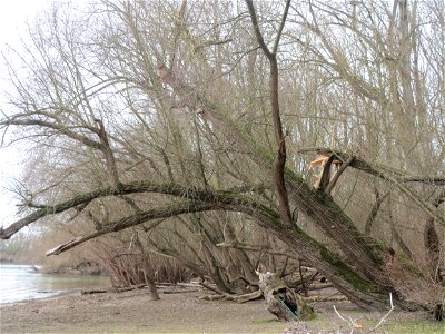 Silberweiden (Salix alba) am Berghäuser Altrhein bei Speyer - im Überschwemmungsgebiet erscheinen die Silberweiden geradezu mangrovenartig
