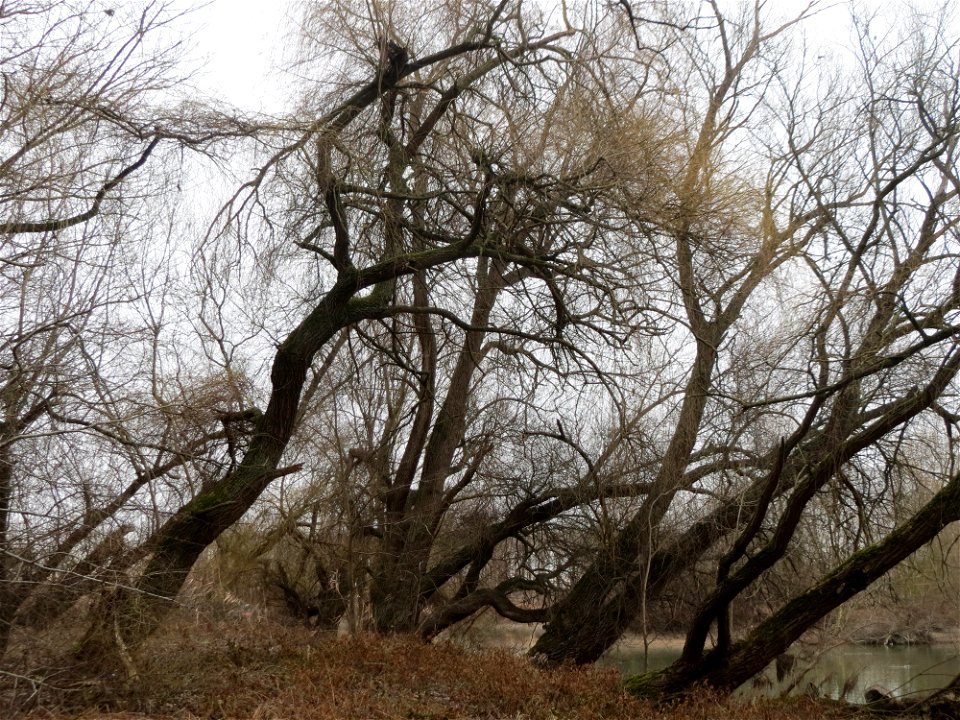 Silberweiden (Salix alba) am Berghäuser Altrhein bei Speyer - im Überschwemmungsgebiet erscheinen die Silberweiden am Altrheinufer geradezu mangrovenartig