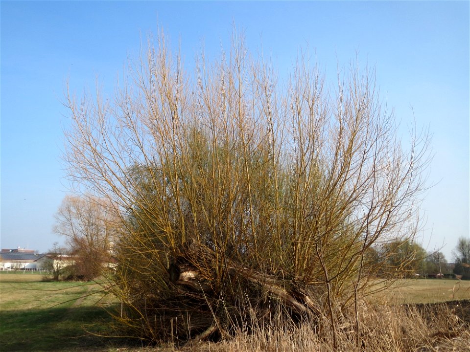 Silberweide (Salix alba) im Hockenheimer Rheinbogen