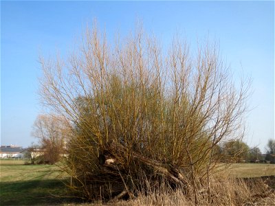 Silberweide (Salix alba) im Hockenheimer Rheinbogen