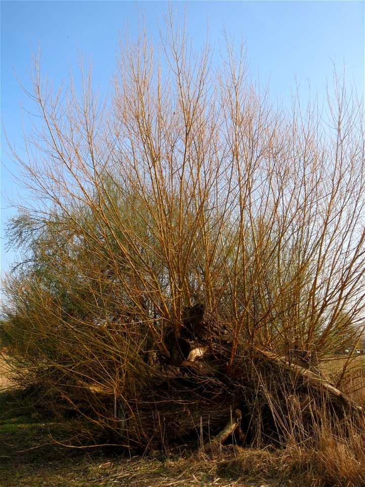 Silberweide (Salix alba) im Hockenheimer Rheinbogen