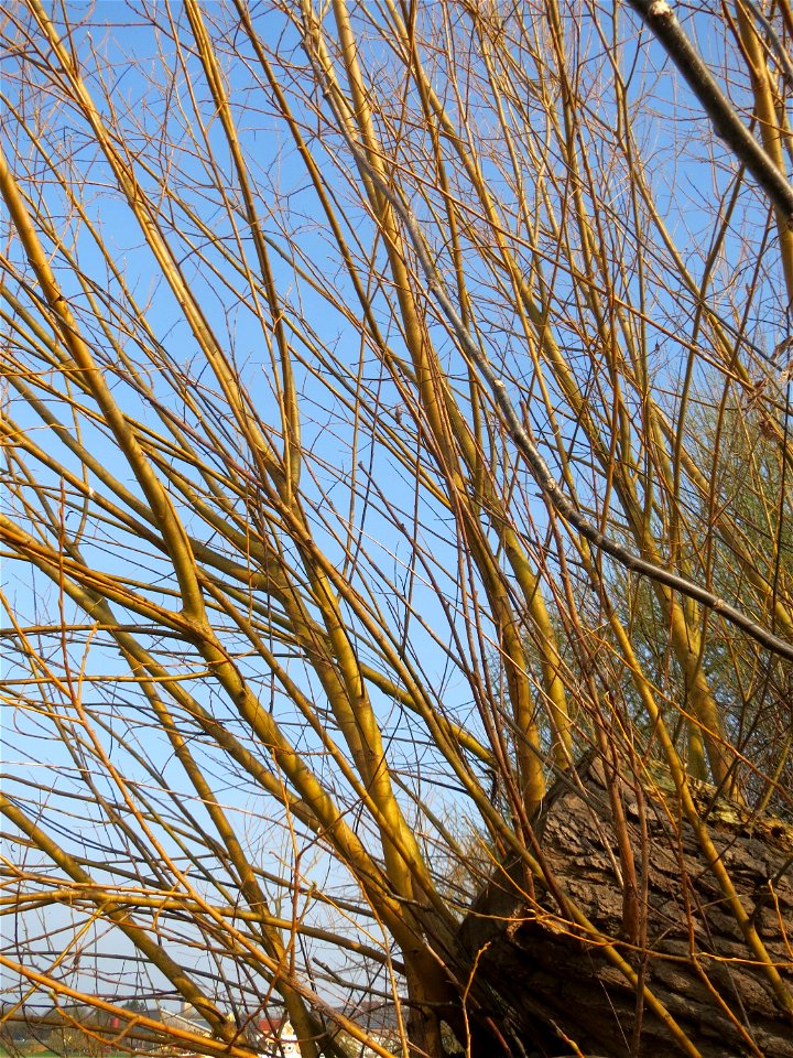 Silberweide (Salix alba) im Hockenheimer Rheinbogen - bei einem Sturm im Juni 2013 vom Wind gefällt ist sie schnell wieder nachgewachsen
