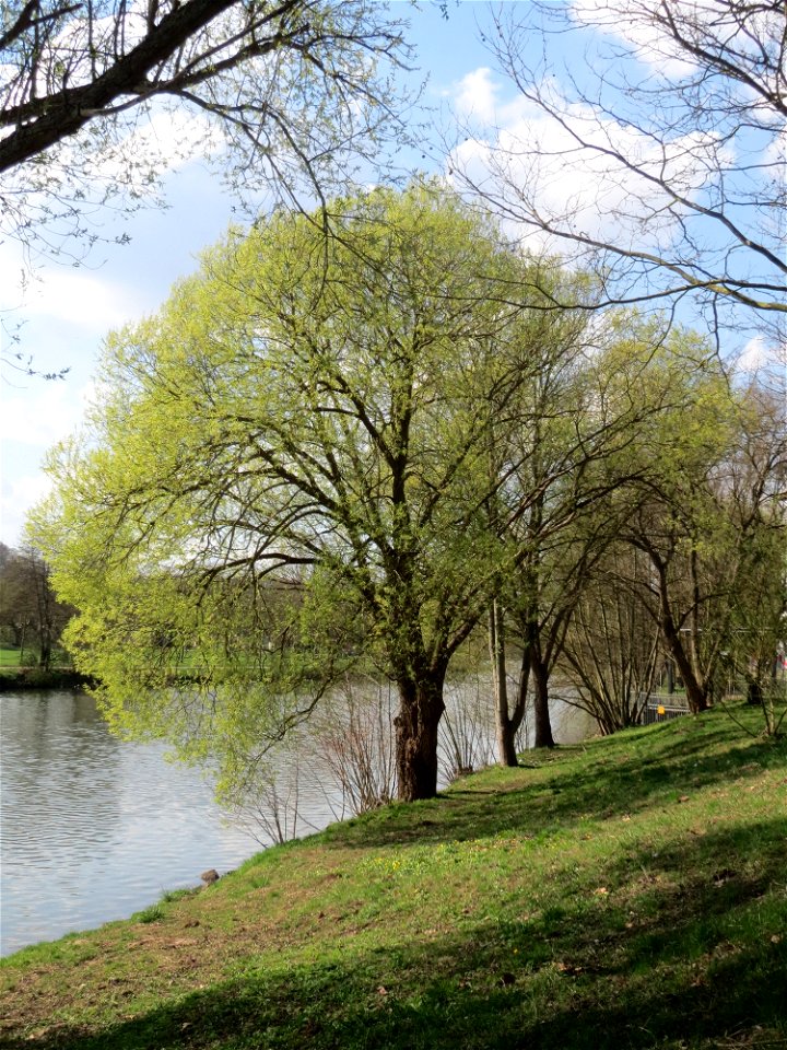 Silberweide (Salix alba) an der Saar in Saarbrücken
