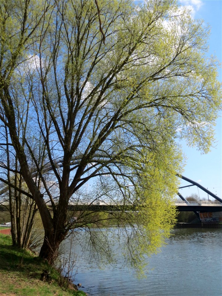 Silberweide (Salix alba) an der Saar in Saarbrücken