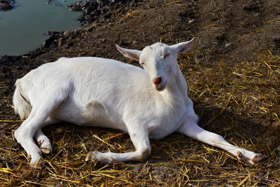 Ruminant mammal farm