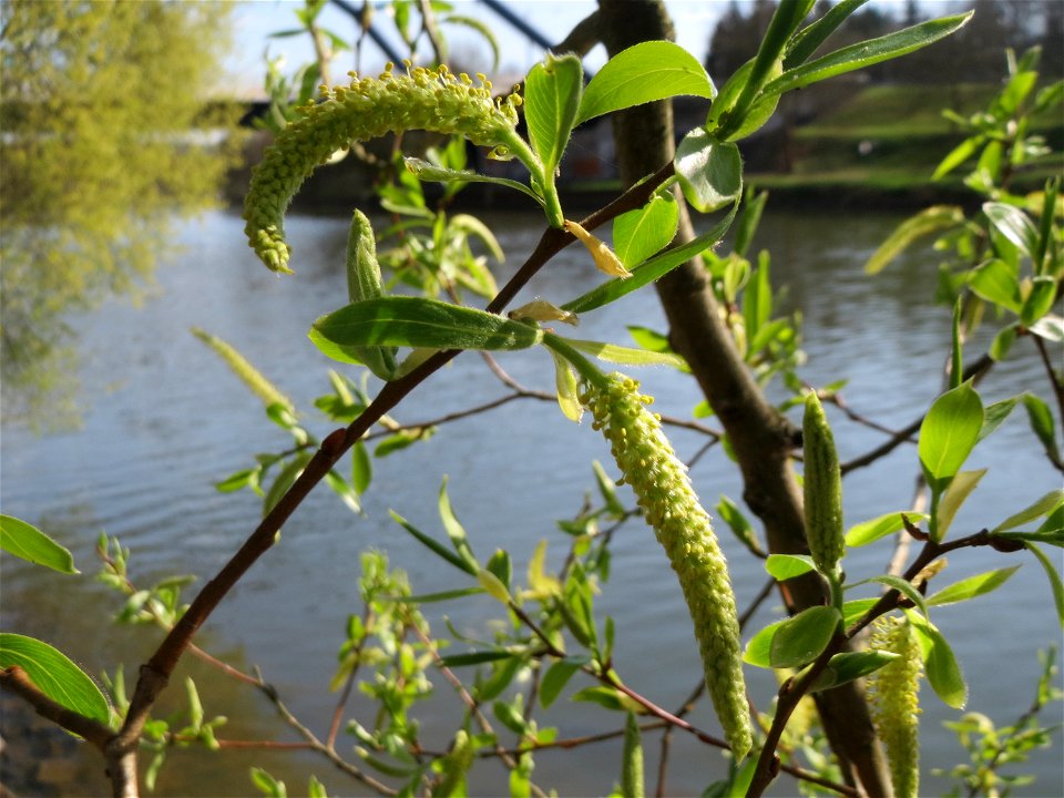 Silberweide (Salix alba) an der Saar in Saarbrücken