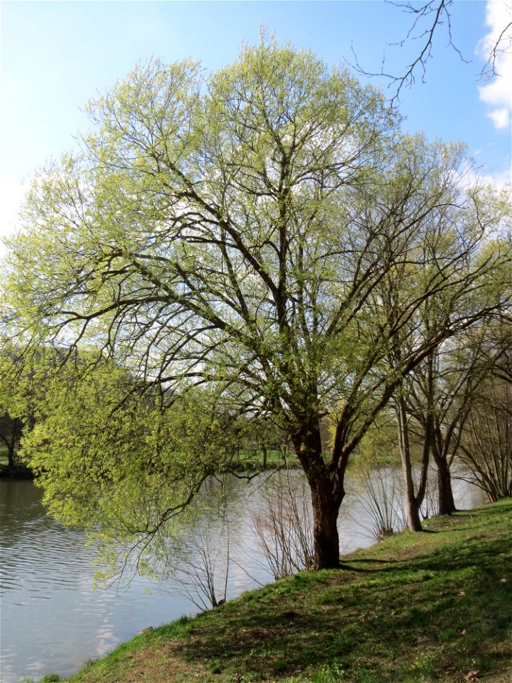 Silberweide (Salix alba) an der Saar in Saarbrücken
