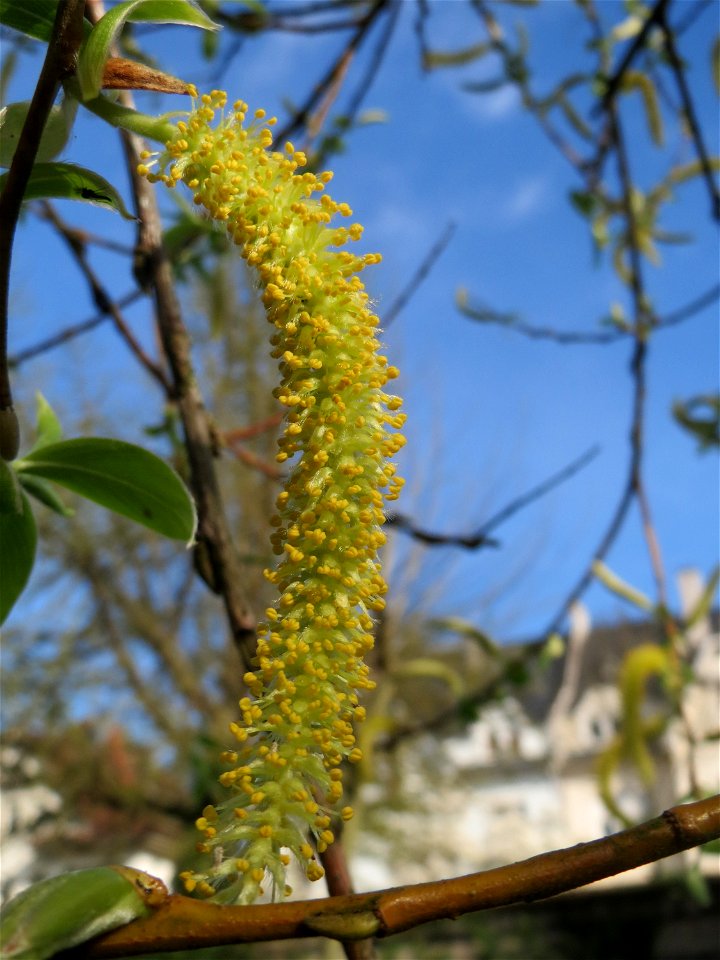 Silberweide (Salix alba) an der Saar in Saarbrücken