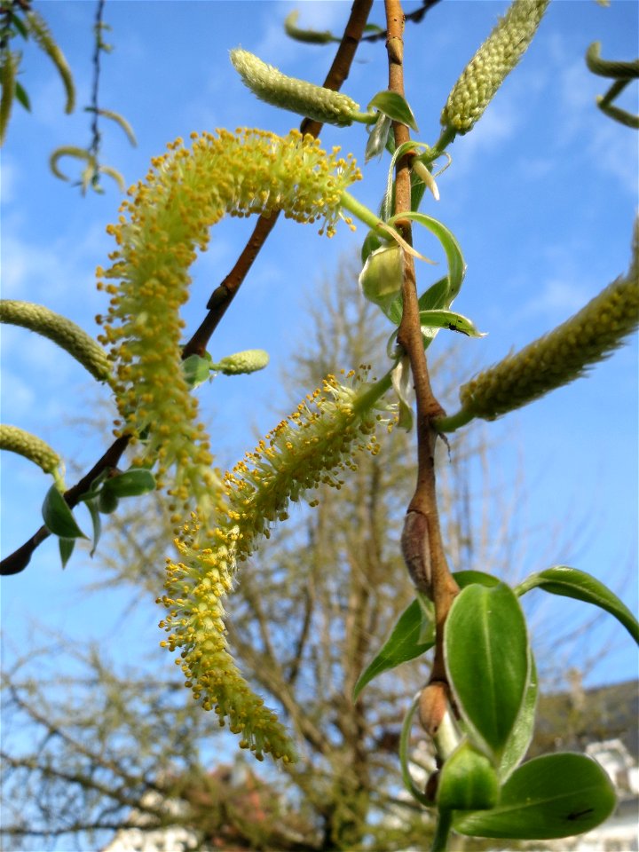 Silberweide (Salix alba) an der Saar in Saarbrücken