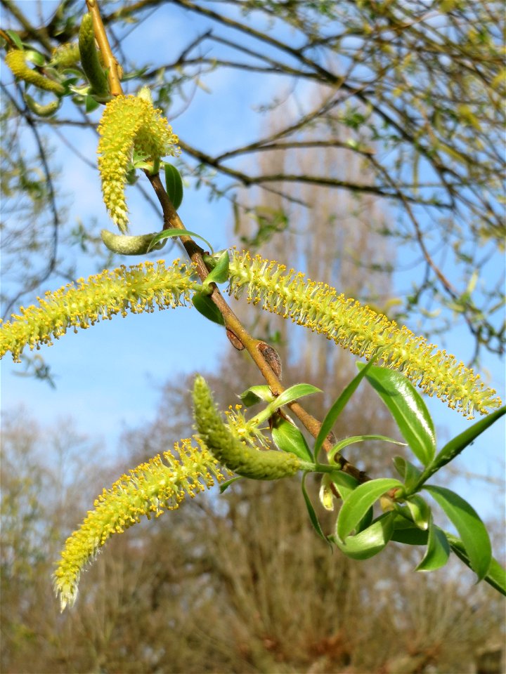 Silberweide (Salix alba) an der Saar in Saarbrücken