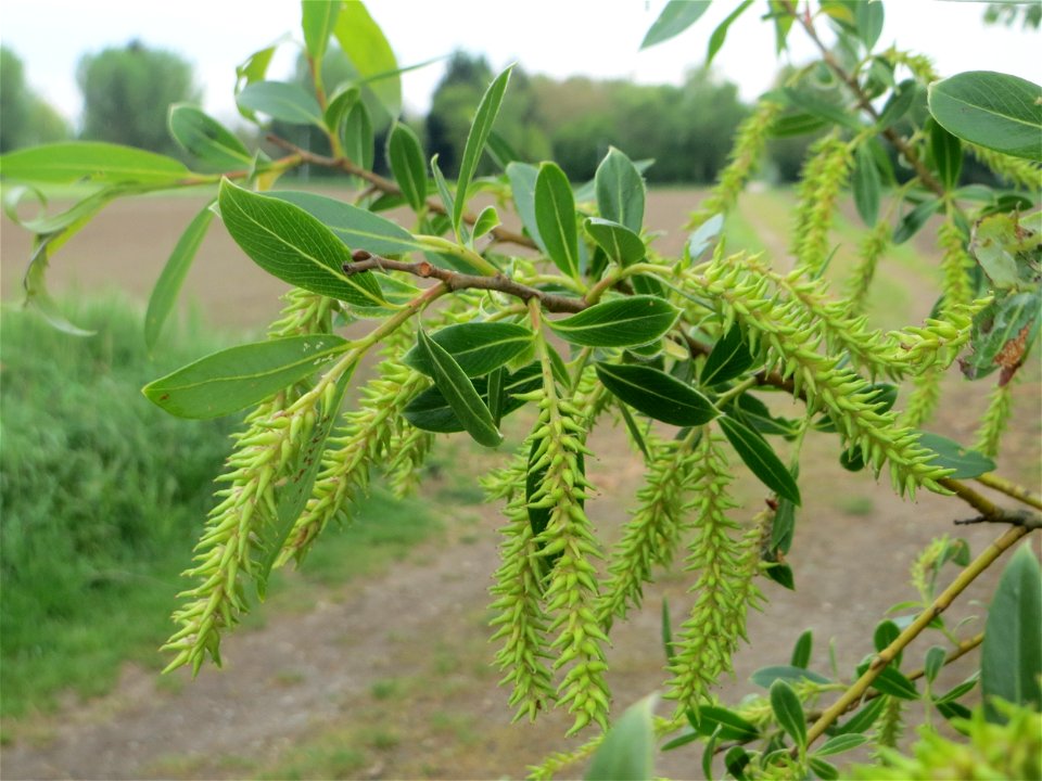 Reife Kätzchen der Silberweide (Salix alba) im Naturschutzgebiet „Bachwiesen/Leopoldswiesen“ im Hockenheimer Rheinbogen - an diesem Standort gibt es auf engstem Raum vier verschiedene Weiden-Arten: Si