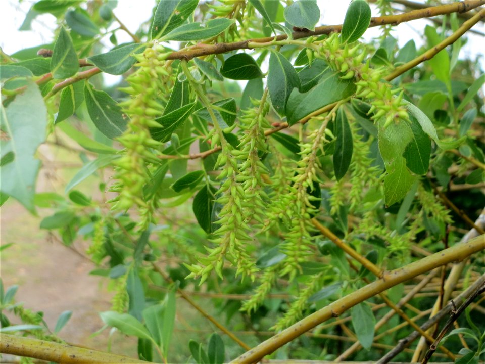 Reife Kätzchen der Silberweide (Salix alba) im Naturschutzgebiet „Bachwiesen/Leopoldswiesen“ im Hockenheimer Rheinbogen - an diesem Standort gibt es auf engstem Raum vier verschiedene Weiden-Arten: Si
