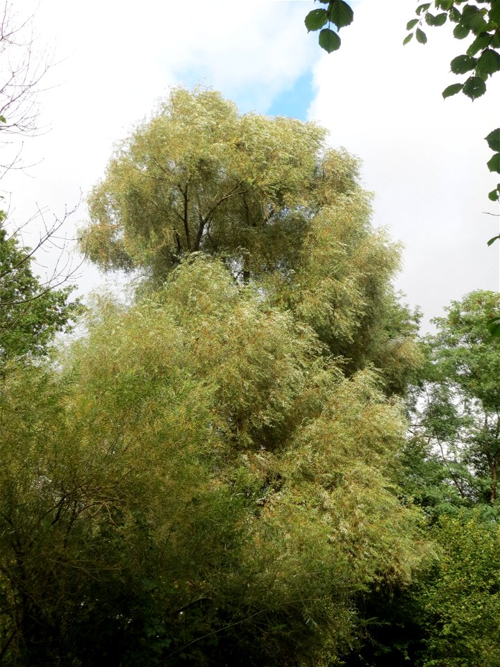 Silberweide (Salix alba) im Deutschmühlental in Alt-Saarbrücken