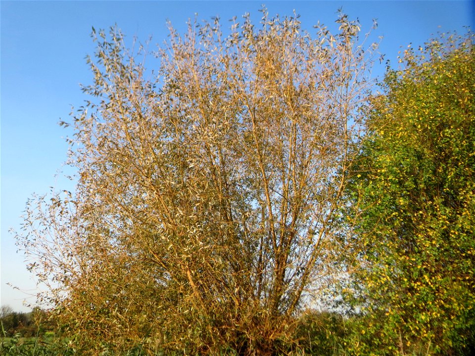 Bruch-Weide (Salix fragilis) im Naturschutzgebiet „Bachwiesen/Leopoldswiesen“ im Hockenheimer Rheinbogen