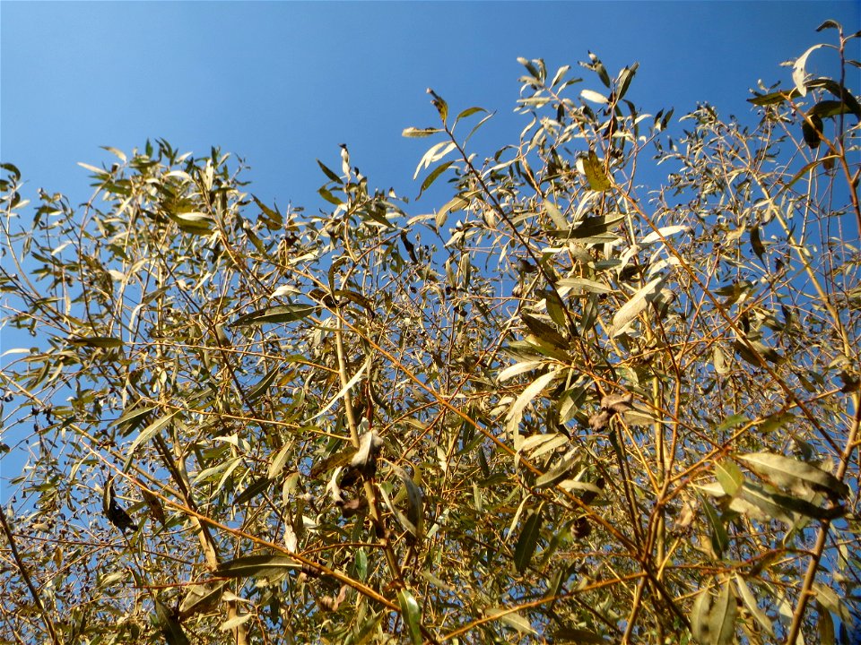 Bruch-Weide (Salix fragilis) im Naturschutzgebiet „Bachwiesen/Leopoldswiesen“ im Hockenheimer Rheinbogen