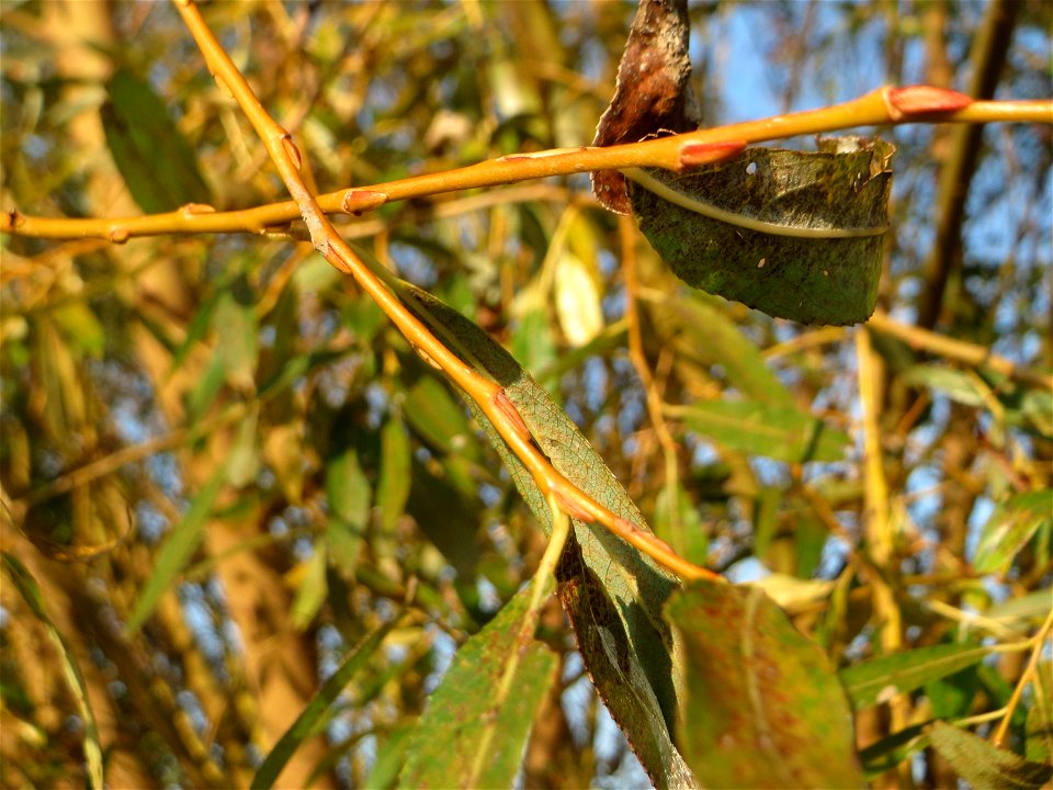 Bruch-Weide (Salix fragilis) im Naturschutzgebiet „Bachwiesen/Leopoldswiesen“ im Hockenheimer Rheinbogen