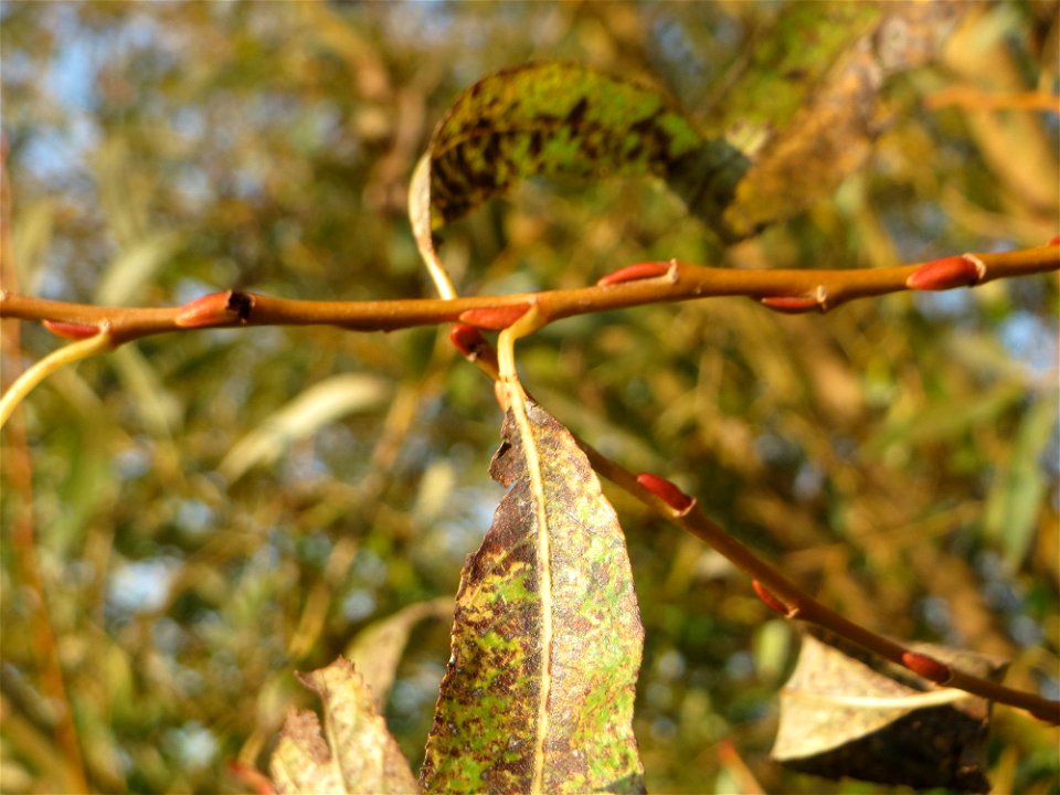 Bruch-Weide (Salix fragilis) im Naturschutzgebiet „Bachwiesen/Leopoldswiesen“ im Hockenheimer Rheinbogen