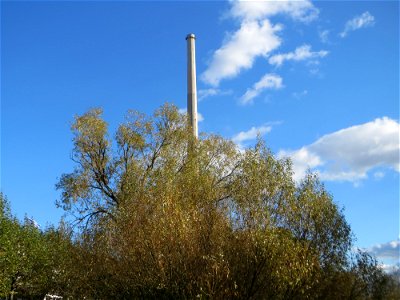 Silberweide (Salix alba) am Staden in Saarbrücken photo