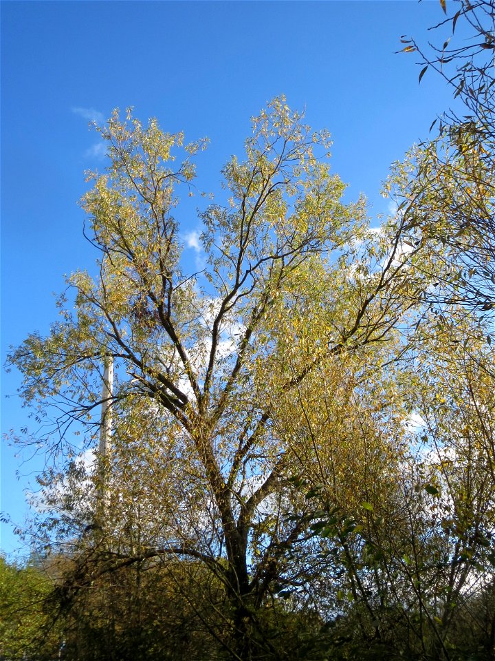 Silberweide (Salix alba) am Staden in Saarbrücken