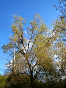 Silberweide (Salix alba) am Staden in Saarbrücken