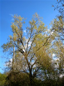 Silberweide (Salix alba) am Staden in Saarbrücken photo