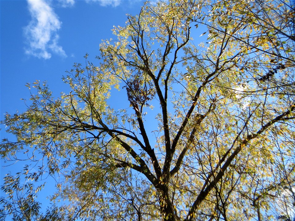 Silberweide (Salix alba) am Staden in Saarbrücken
