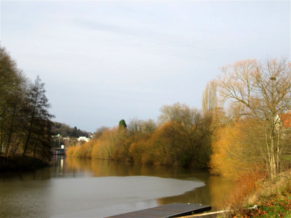 Silberweide (Salix alba) am Staden in Saarbrücken