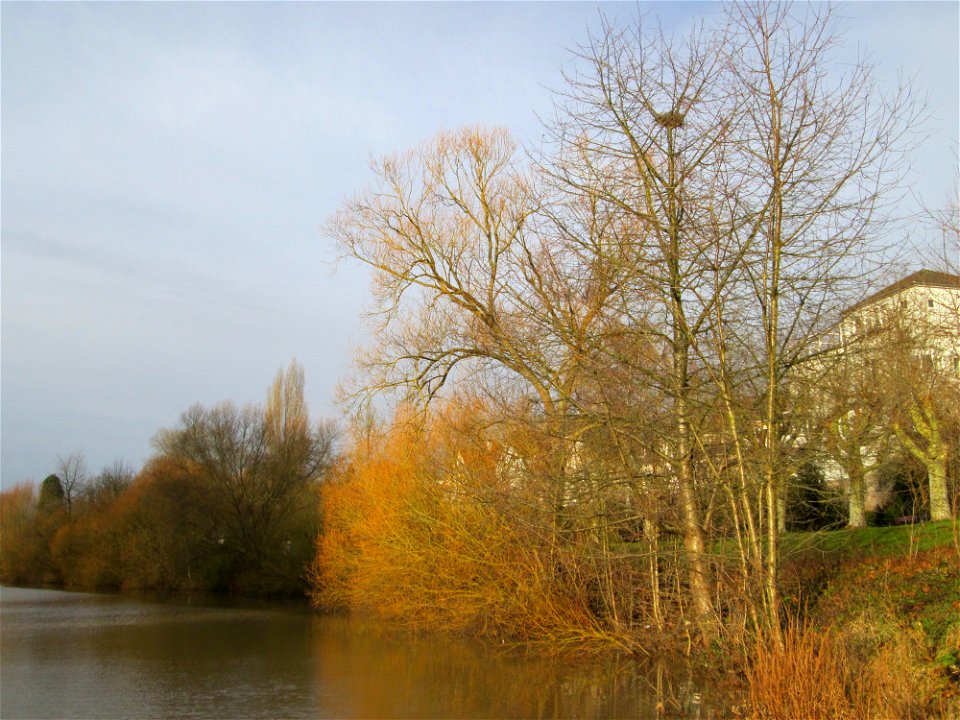 Silberweide (Salix alba) am Staden in Saarbrücken