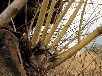 Silberweide (Salix alba) im Hockenheimer Rheinbogen - Der Baum war im Winter 2013-2014 umgestürzt, trieb aber erneut aus